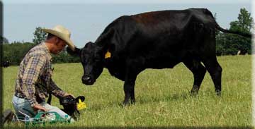 calf