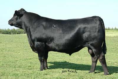 sire