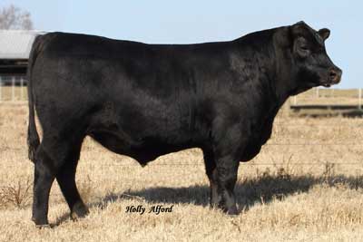 sire
